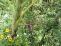 banana cluster with flower