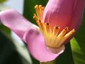 banana flower