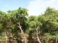 cashew tree grove