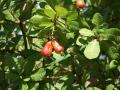 cashew fruits