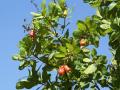 cashew fruits