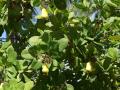 unripe cashew fruits