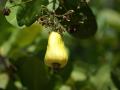 unripe cashew fruit