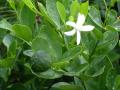 calamansi fruit blossom