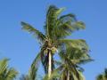 coconut palm