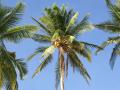 coconut palm