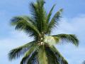 coconut palm