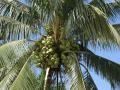 coconut fruits