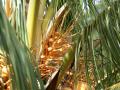 small coconut fruits