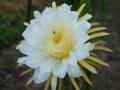 dragon fruit blossom