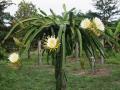 dragon fruit blossoming tree