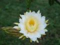 dragon fruit blossom