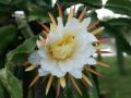 dragon fruit full blossom