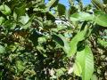 unripe guava fruits