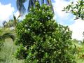 jackfruit tree