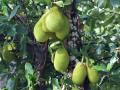 jackfruits