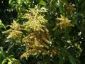 blossoming mango tree