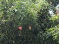 mangos on the tree