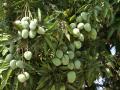 green mango fruits