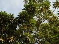 mango tree