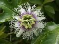 passion fruit flower