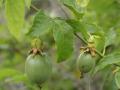 unripe passion fruits