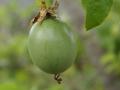 unripe passion fruit