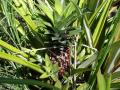 pineapple fruit