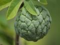 sugar apple fruit