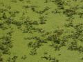 Green algae and freshwater plants