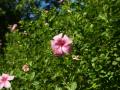 Green hibiscus with pink blossom