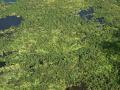 Green algae and freshwater plants