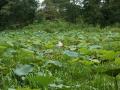 Green lotus pond