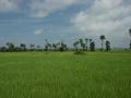 rice field