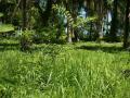 Lush green tropical island nature