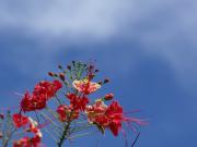 Blauer Himmel - Tropische Blumen der Inselwelt Philippinen