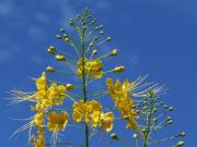 Blauer Himmel - Tropische Blumen der Inselwelt Philippinen