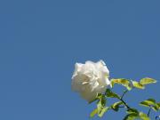 Blauer Himmel - Weisse Rose