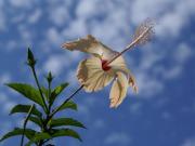 Blauer Himmel - Rosa Hibiscus