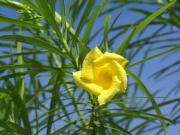 Blauer Himmel - Gelber Oleander