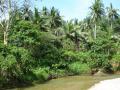 Fonds d'écran nature - végétation tropicale d'île Mindoro