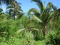 Océan Pacifique - Fonds d'écran nature - végétation tropicale d'île