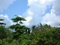 Océan Pacifique - Fonds d'écran nature - végétation tropicale d'île