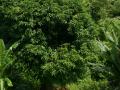 Green tropical vegetation