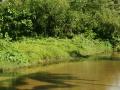 Jungle river with lush tropical vegetation