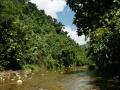 Tropical forest river scenery