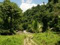 Tropical nature scenery - lush green jungle vegetation