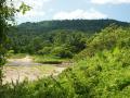 Jungle river nature