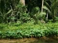 Beautiful island river vegetation