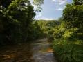 Beautiful island river vegetation